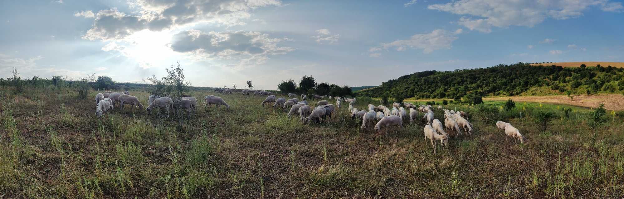 Продавам стадо овце, кочове агнета