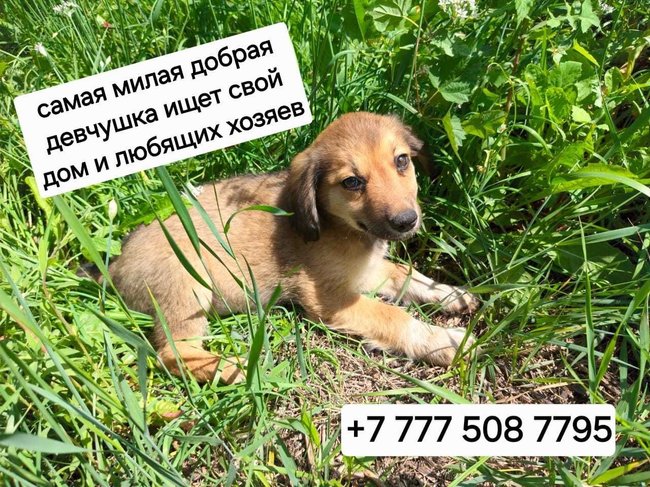 Щенки ищут дом и любящих хозяев