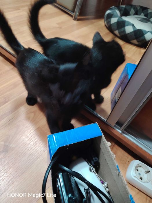 Donez 3 pisicuțe adorabile