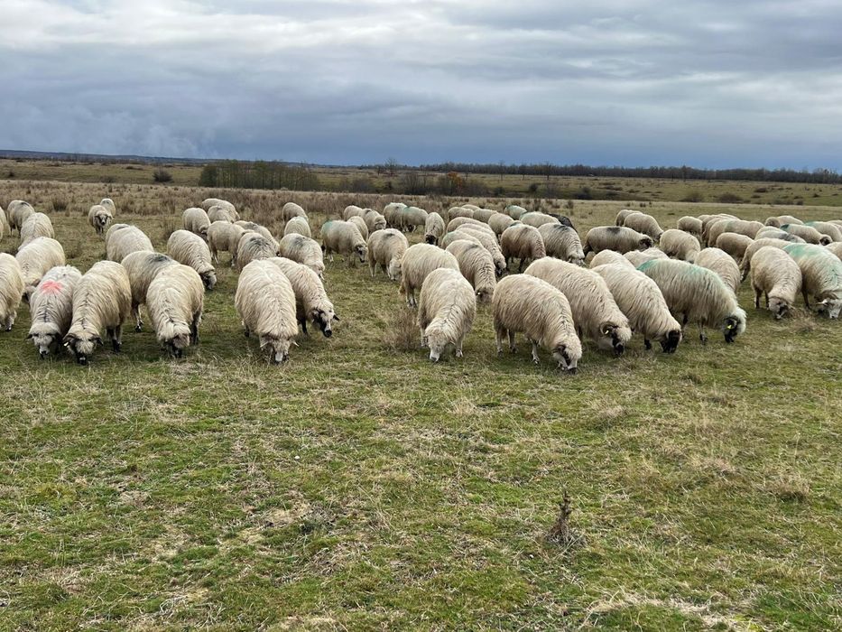 Vând oi tinere sau schimb cu vaci