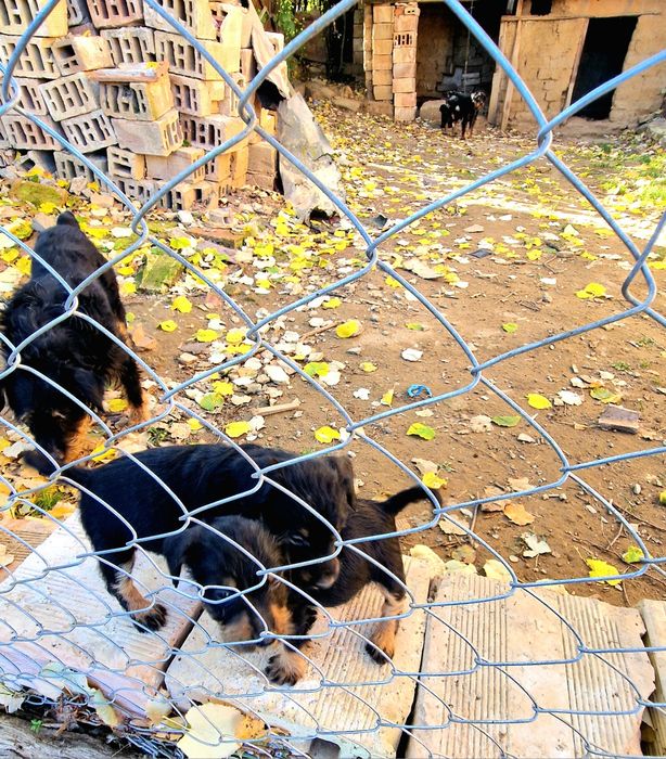 ягдтериер кучета