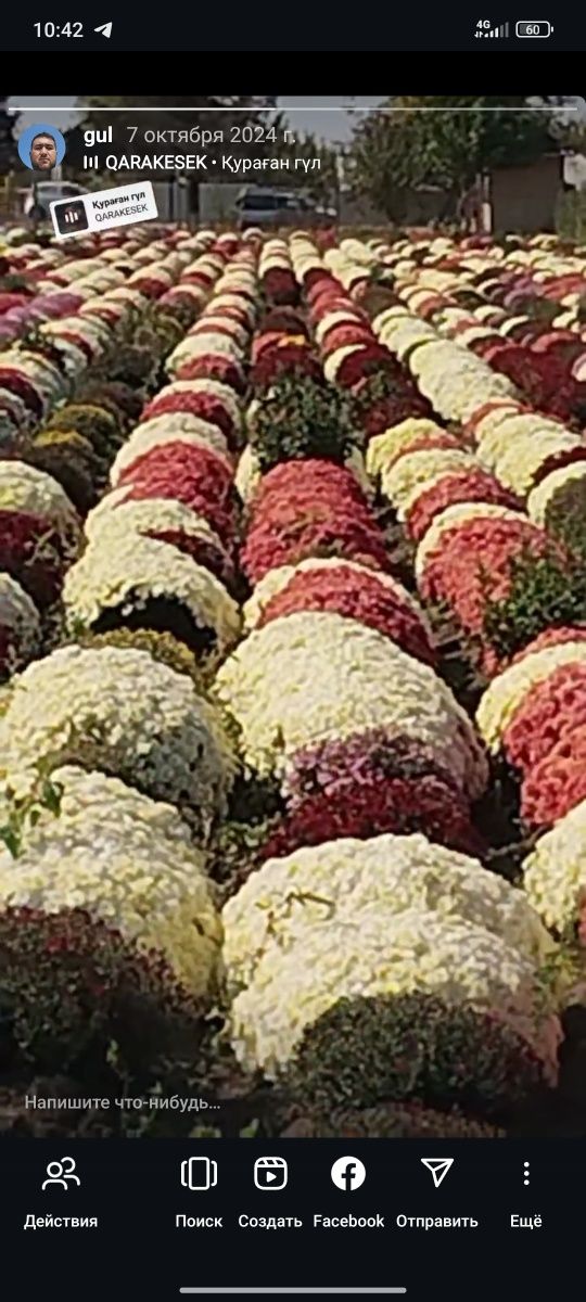 Xrizantema gul koʻchatlari