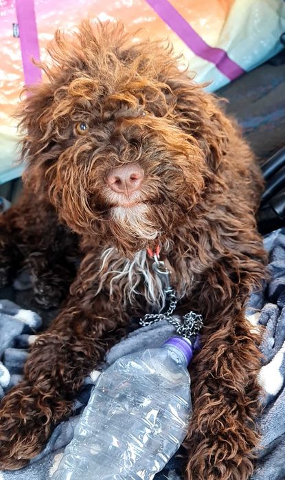 Лагото Романьоло - The Best breed ever