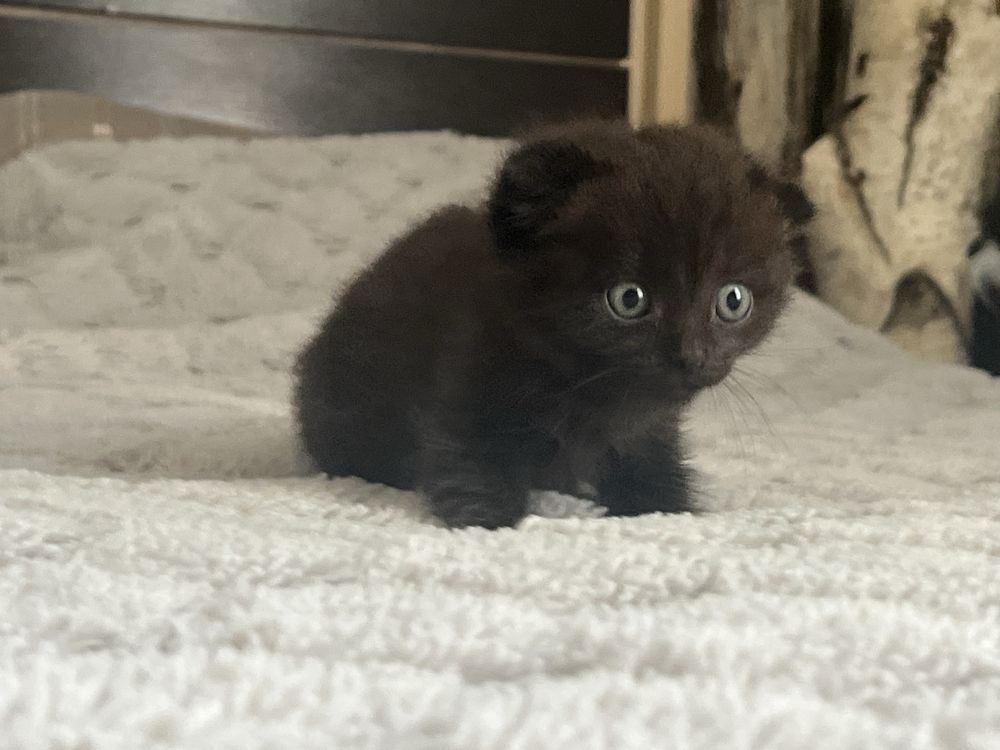 Продам котенка девочку 1 месяц