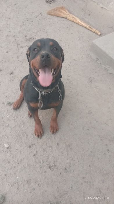 Ротвелер сотилади қиз бола 4 ёшлик