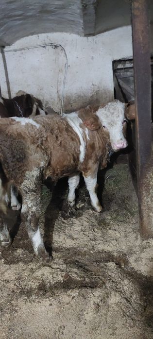 Tăuraș de vânzare