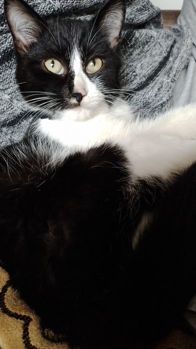 Отдам в добрые руки