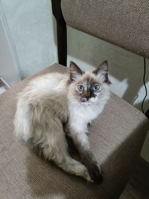 Отдам кошечку ответственным людям