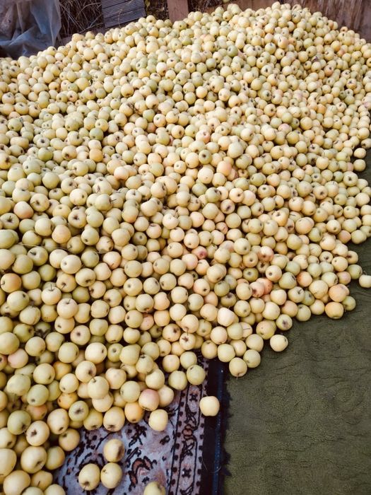 Продам яблоки 2,3 сорта