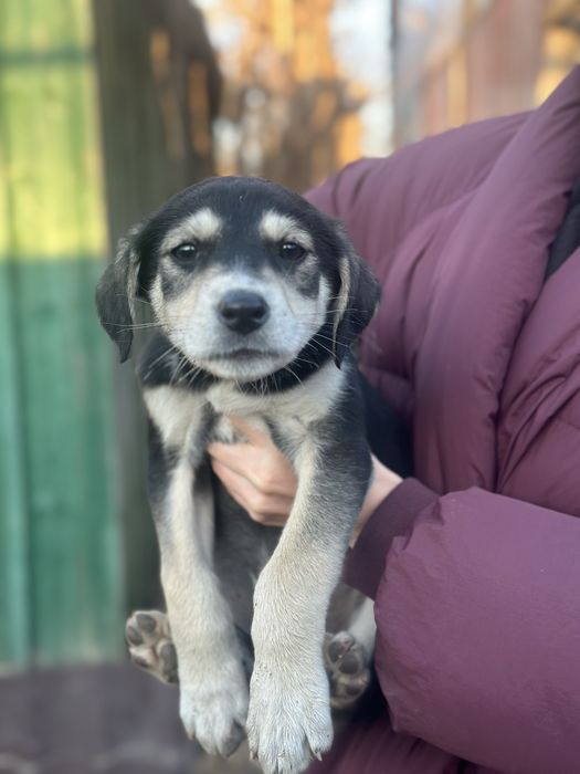 Щенята мальчик и девочка  ищут дом