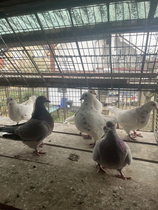 Porumbei texani de vanzare