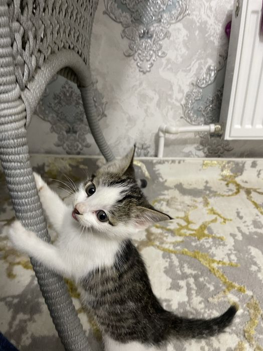 Отдам котёнка в Хорошие руки