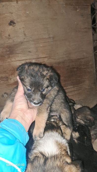 Сабака... Күшик..