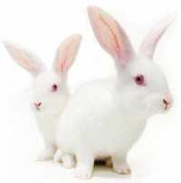 Продаются кролики -молодняк породы HYKOLE