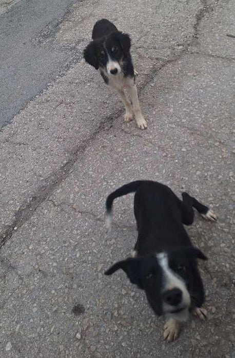 Кучета (И двете)