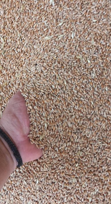 Vand 30 de duble de grau