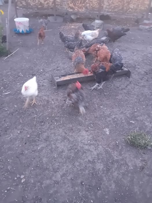Vând pui de rasă
