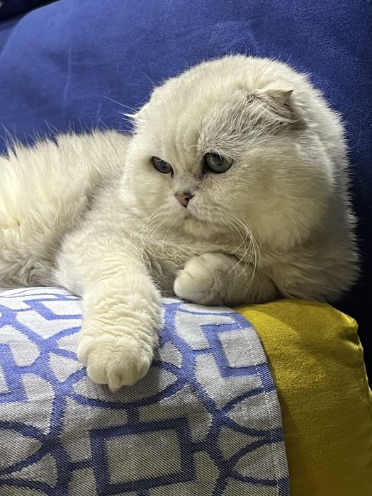 Вязка! Шиншилла Серебро , Фолд!