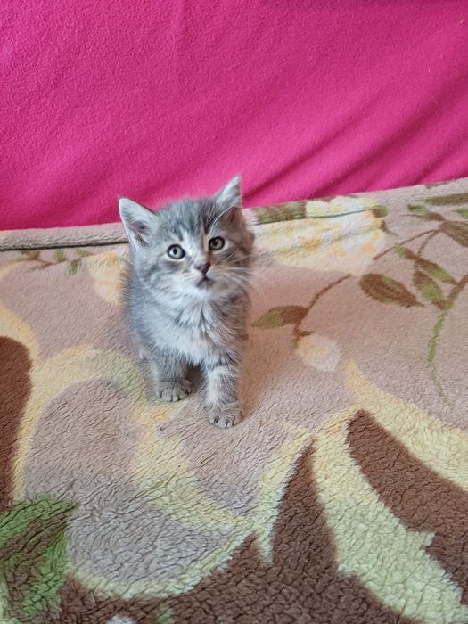 Отдам котят ,умненькие