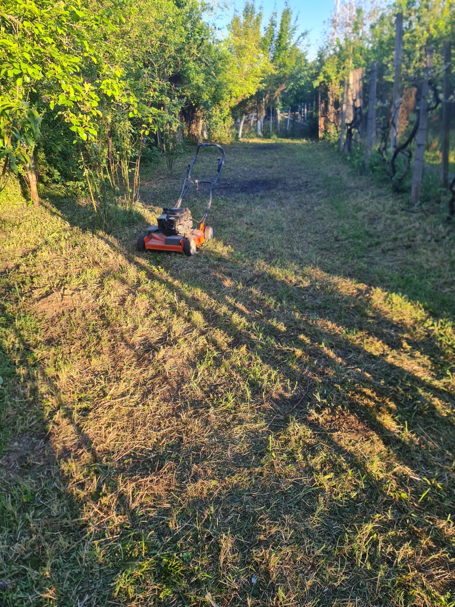 Vand gradina in Bercu rosu, 2,5 ari.