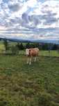 Vaca de vanzare !