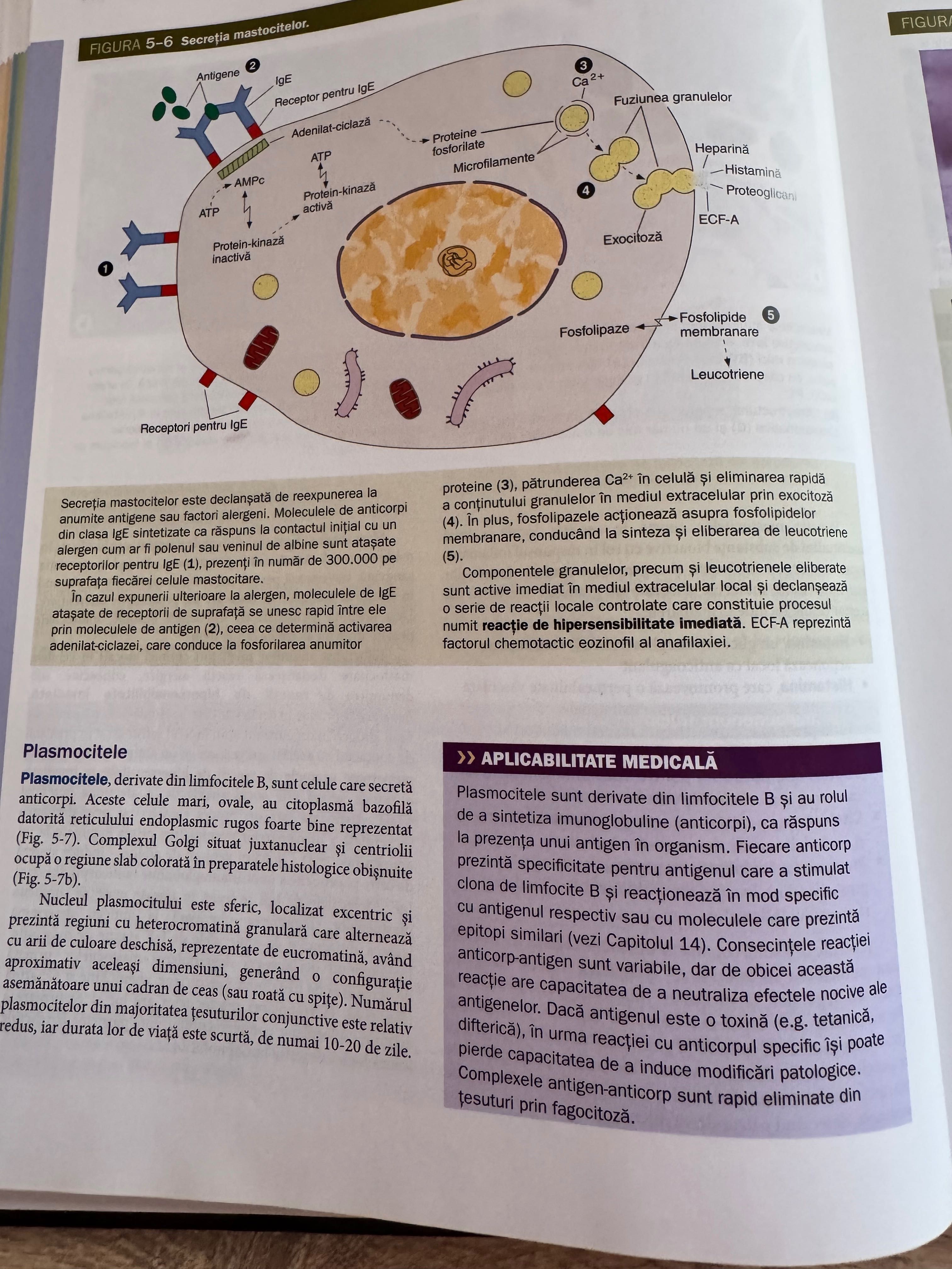 Junqueira, Histologie, Tratat si Atlas - Anthony L. Mescher