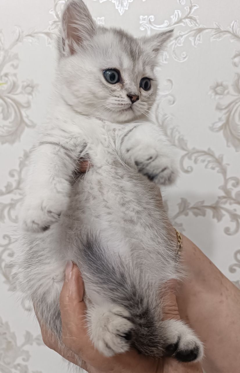 Продаются породистые котята