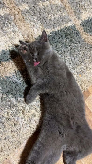 Vand motan brithish short hair