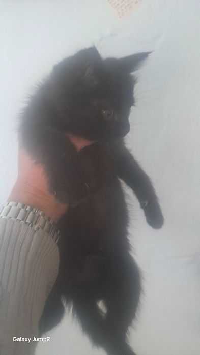 Котята добрые руки Котята