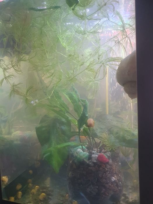 Криптокорина два вида растении для аквариума