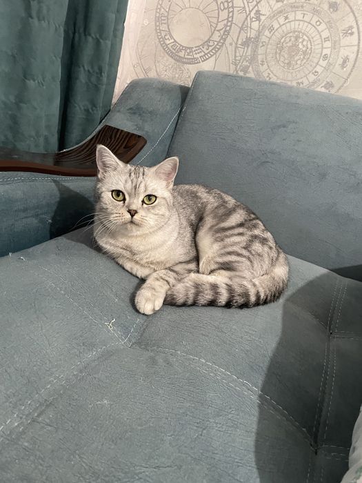 Отдам в добрые руки