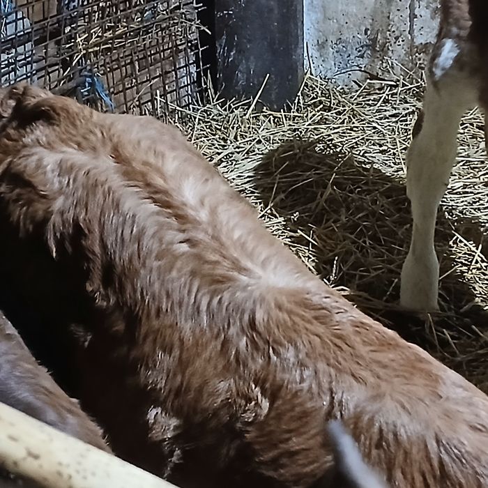 Vitei baltata romaneasca