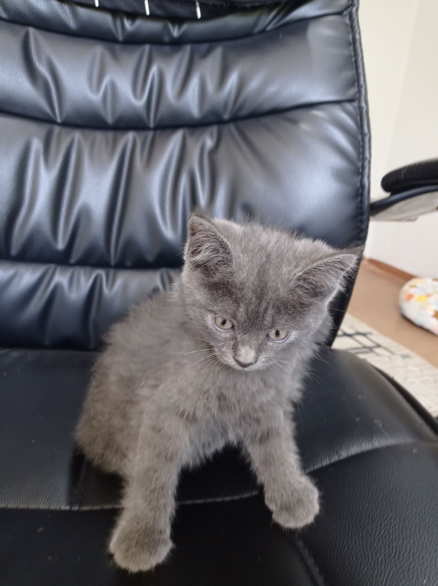 Продается котенок мальчик скотиш страйт