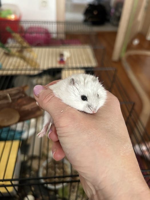 Hamster siberian donez