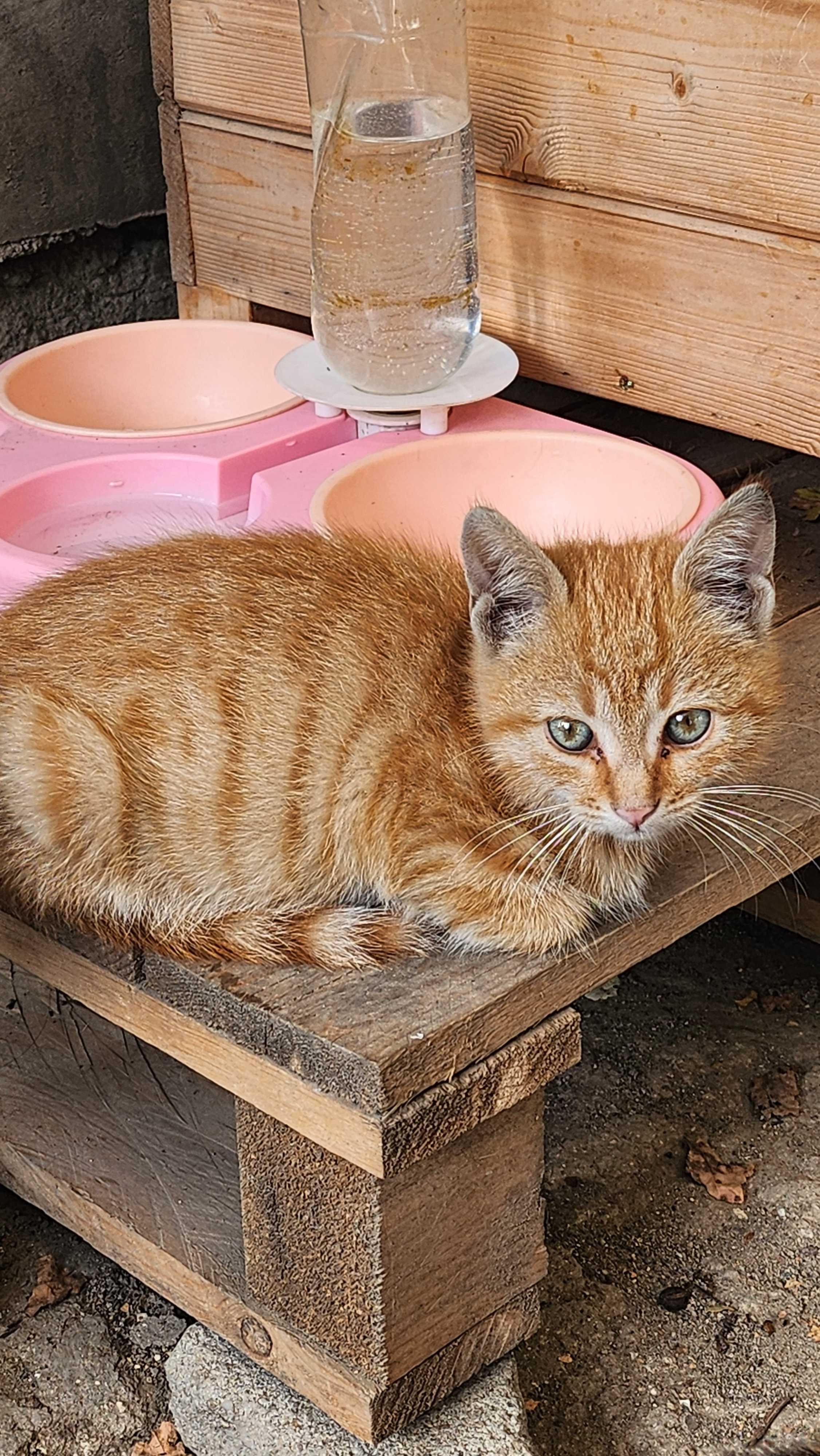Подарявам котенца