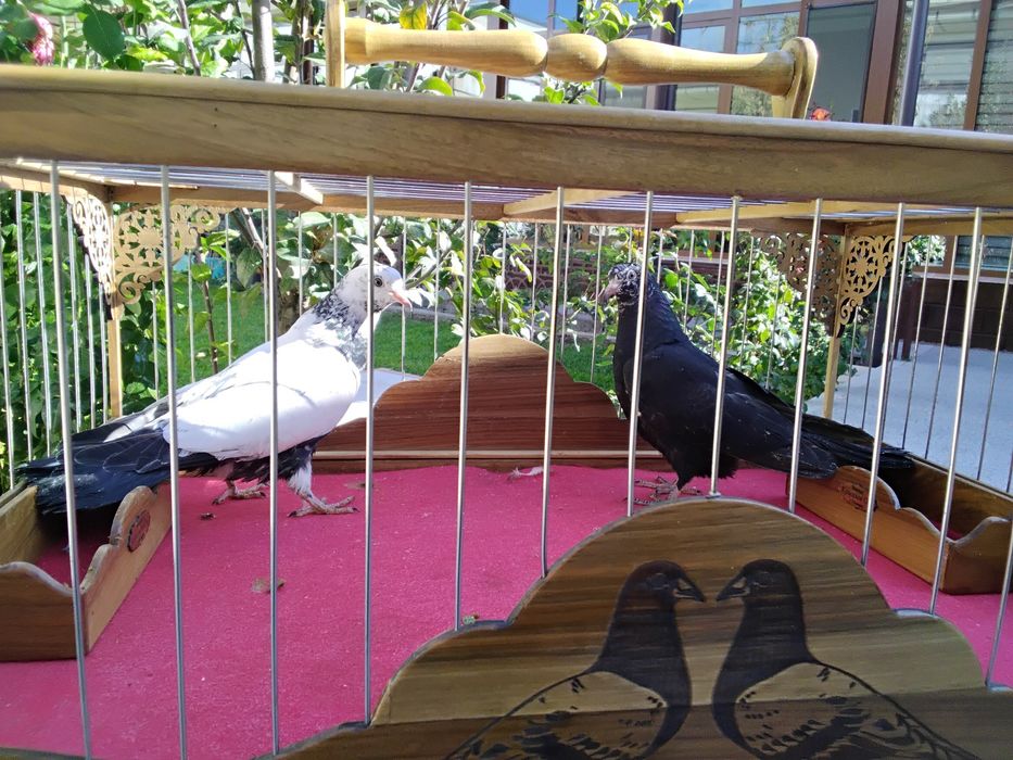 Кабутарлар голуби