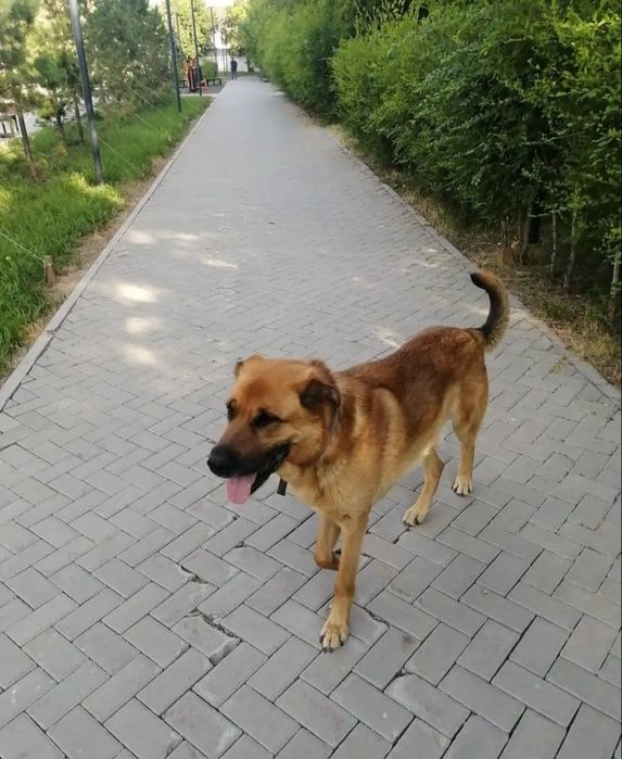 Отдам собаку в хорошие руки