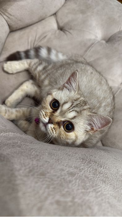 Продам котенка (девочка), порода скоттиш страйт,