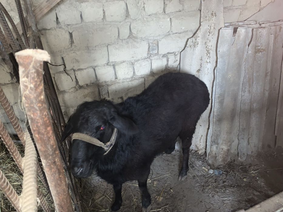 Xusori qo’chqor sotiladi!!!