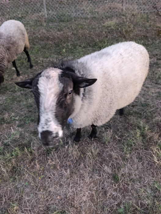 Vând oi de rasa Romanov