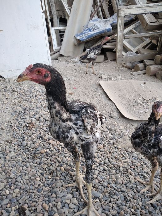 Дакан ва шалпанг жужаси сотилади