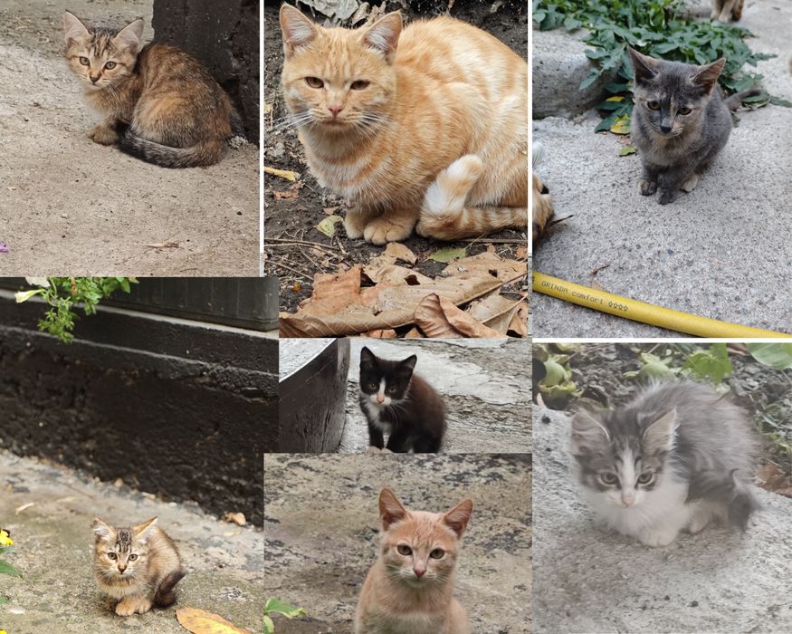Очаровательные котята ищут новый дом!