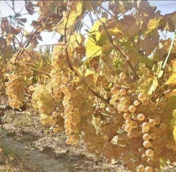 Vand struguri de vin cu transport la domiciliu in toata țara