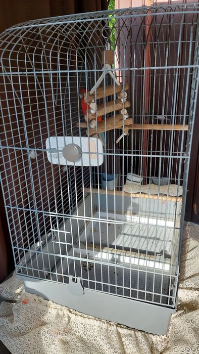 Vând papagal Rozela + cușcă