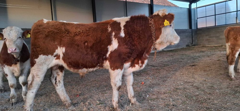 Taur cu certificat de origine