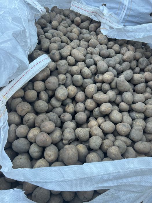 Vand cartof samanta Bellarosa