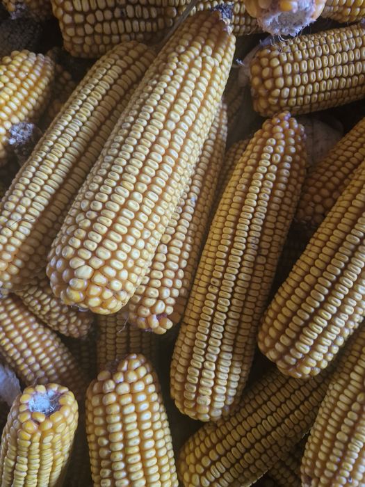 Vand porumb stiuleti