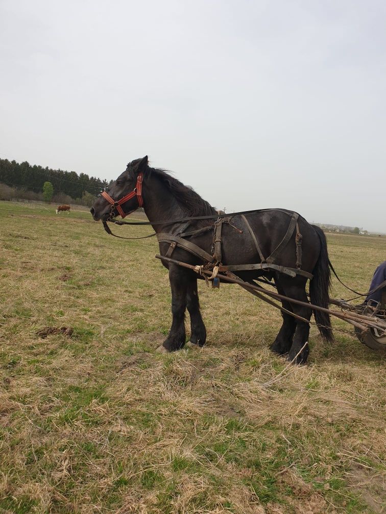 Vând manz de 1 an și 7 luni