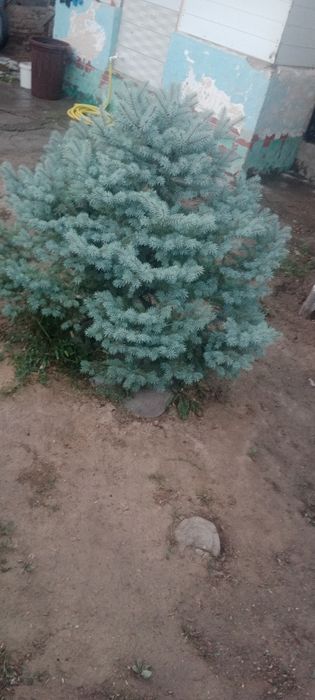 Продаю голубую ель