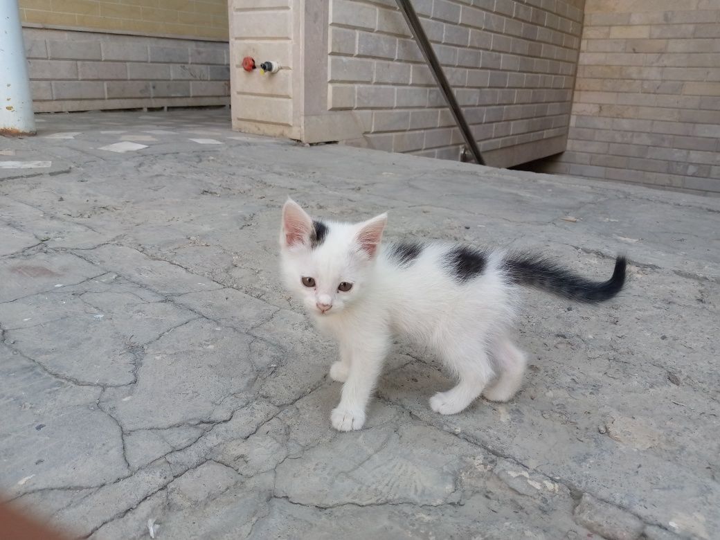 Отдам даром котят в хорошее руки